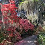 Magnolia Plantation and Gardens