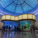 Shedd Aquarium