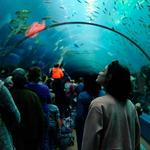 Georgia Aquarium