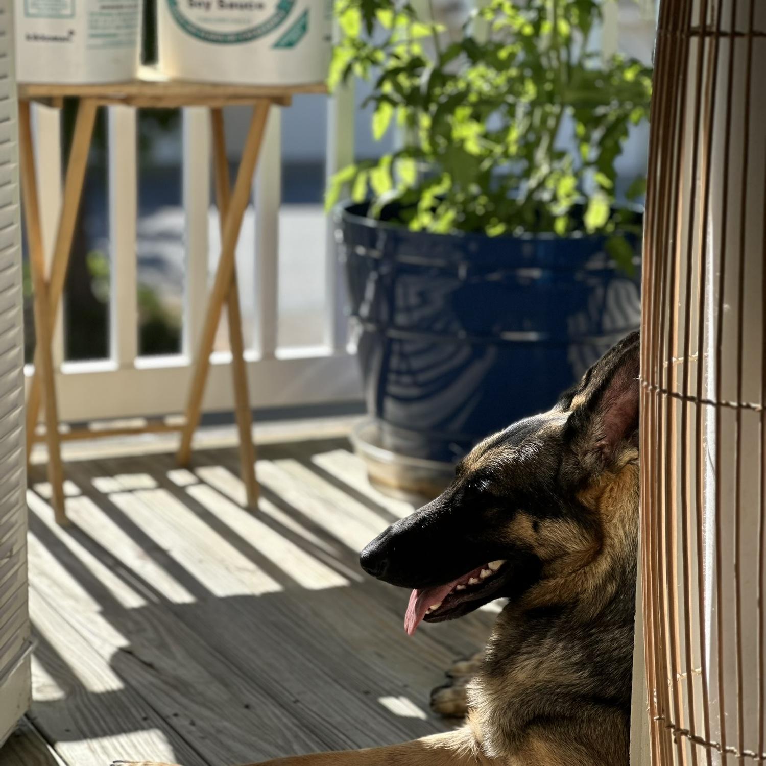 Our youngest fur-baby...