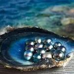 Shop for black pearl