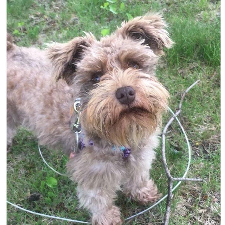 Willow! Our Miniature Schnauzer