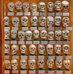 The Mütter Museum at The College of Physicians of Philadelphia