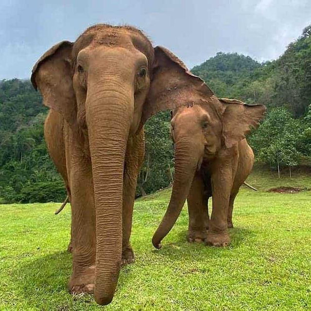 Ethical Elephant Sanctuary Visit in Chiang Mai