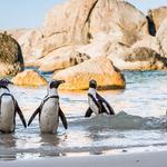 Boulders Beach Penguins