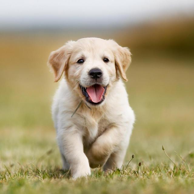 Puppy Fund