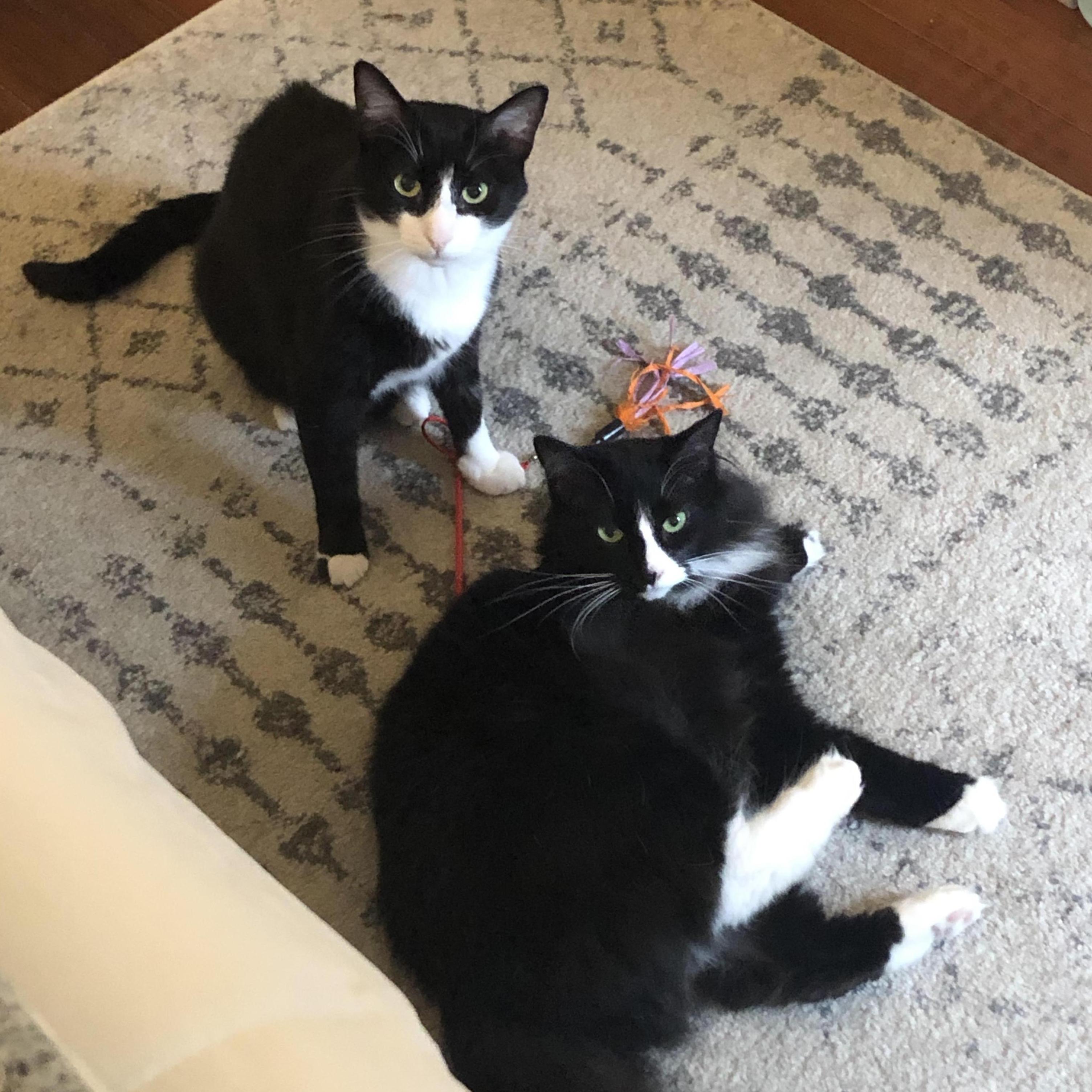 Our fur babies, Luna and Rooster