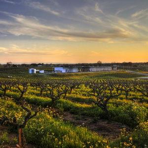 Sunday Wine Tasting up in Amador County