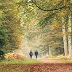 More things to do in the New Forest National Park