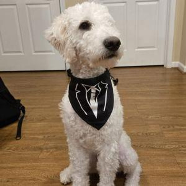 Noodle's Toys & Treats Fund