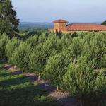 Texas Hill Country Olive Co.