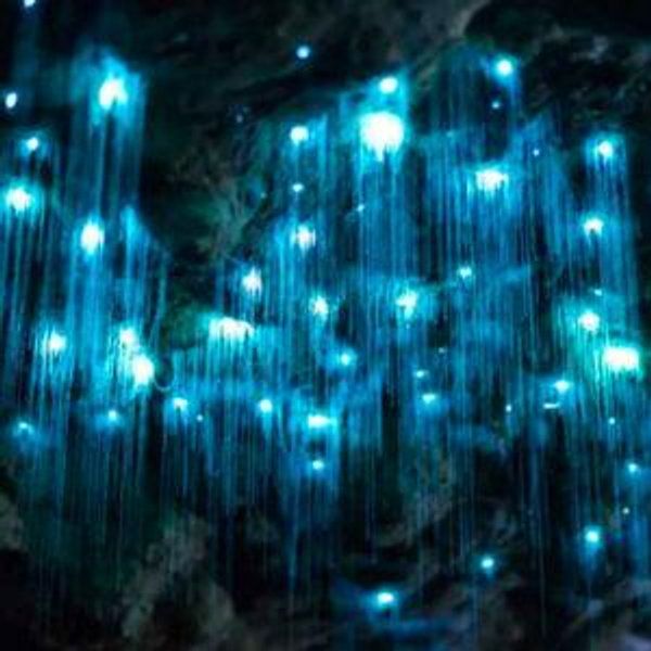 Honeymoon Excursion: Glowworm Caves Tour (for Katie)