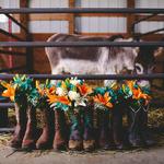 Busy Barns Adventure Farm LLC