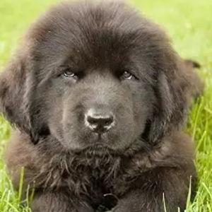 A Puppy
