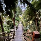 Filbert Steps