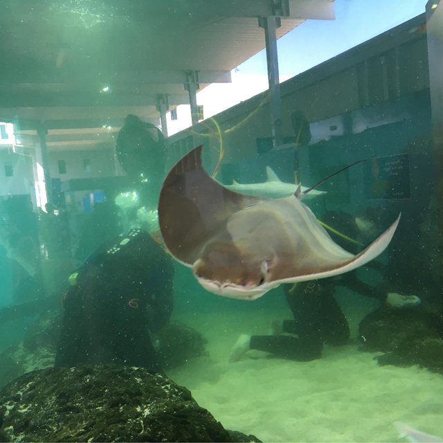 Aquarium dates
