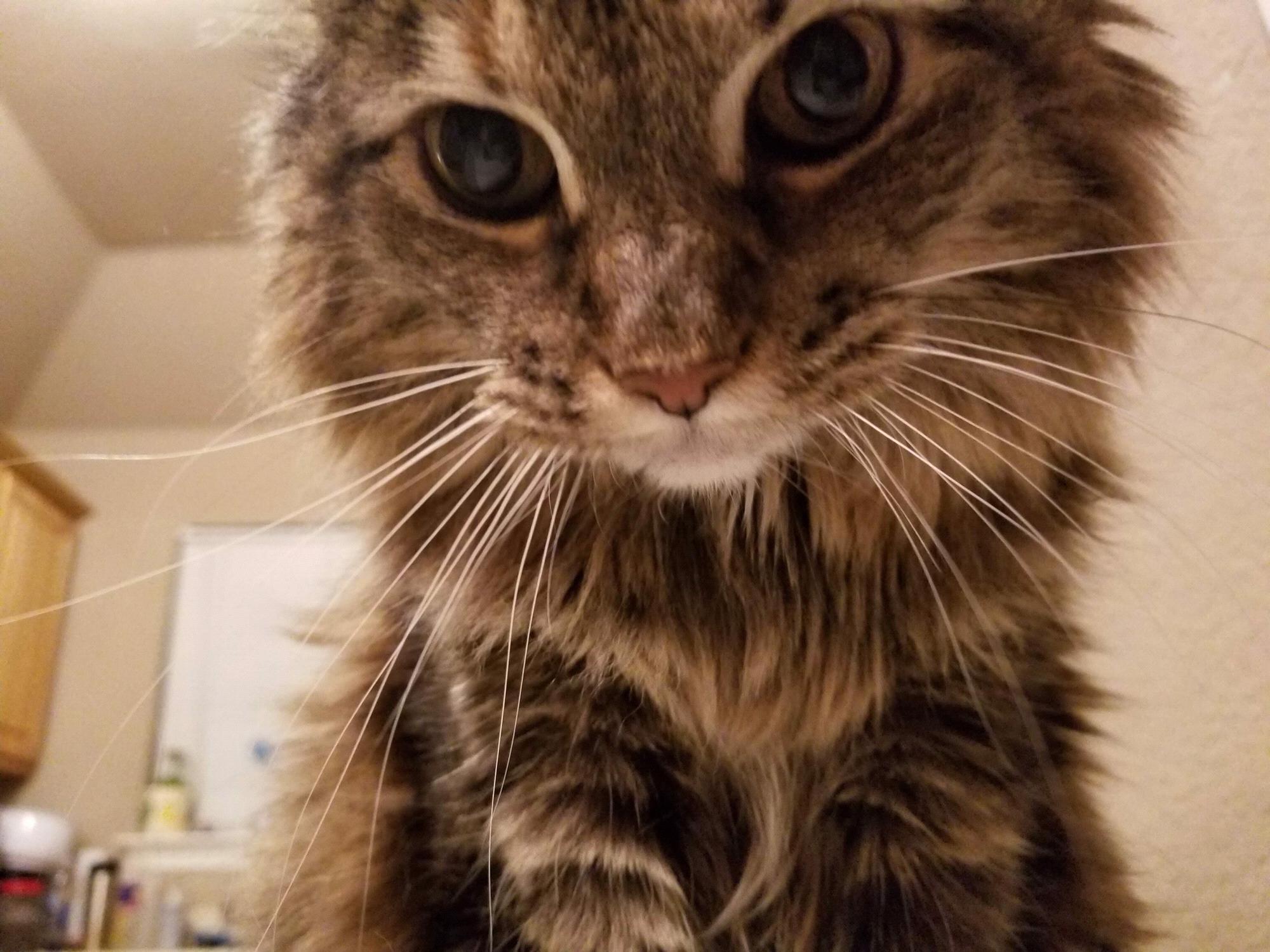 My sweet Nisha Pisha Ploofy Pigaldy Pants... or Nisha, for short.