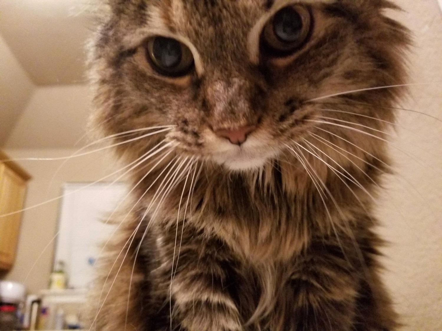 My sweet Nisha Pisha Ploofy Pigaldy Pants... or Nisha, for short.