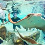 Discovery Cove Way