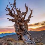 Ancient Bristlecone Pine Forest