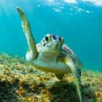 Loggerhead Marinelife Center