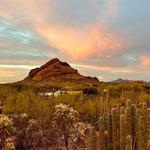 Desert Botanical Garden