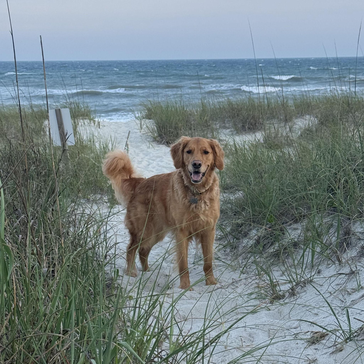 Our good boy Ralph at his favorite place. Emerald Isle, NC.