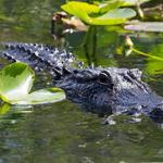 Jean Lafitte Swamp Tour