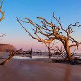 Driftwood Beach
