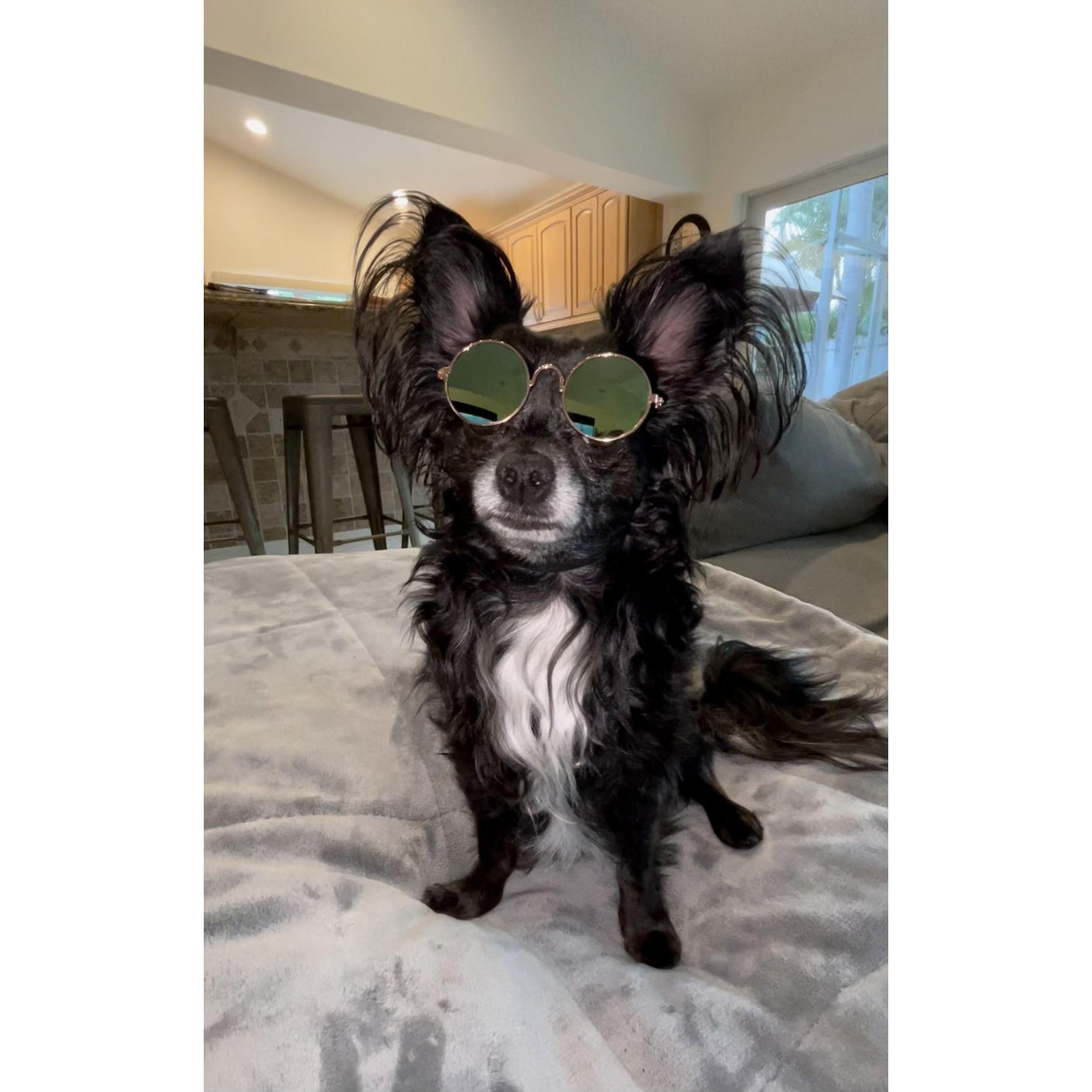Izzy boy