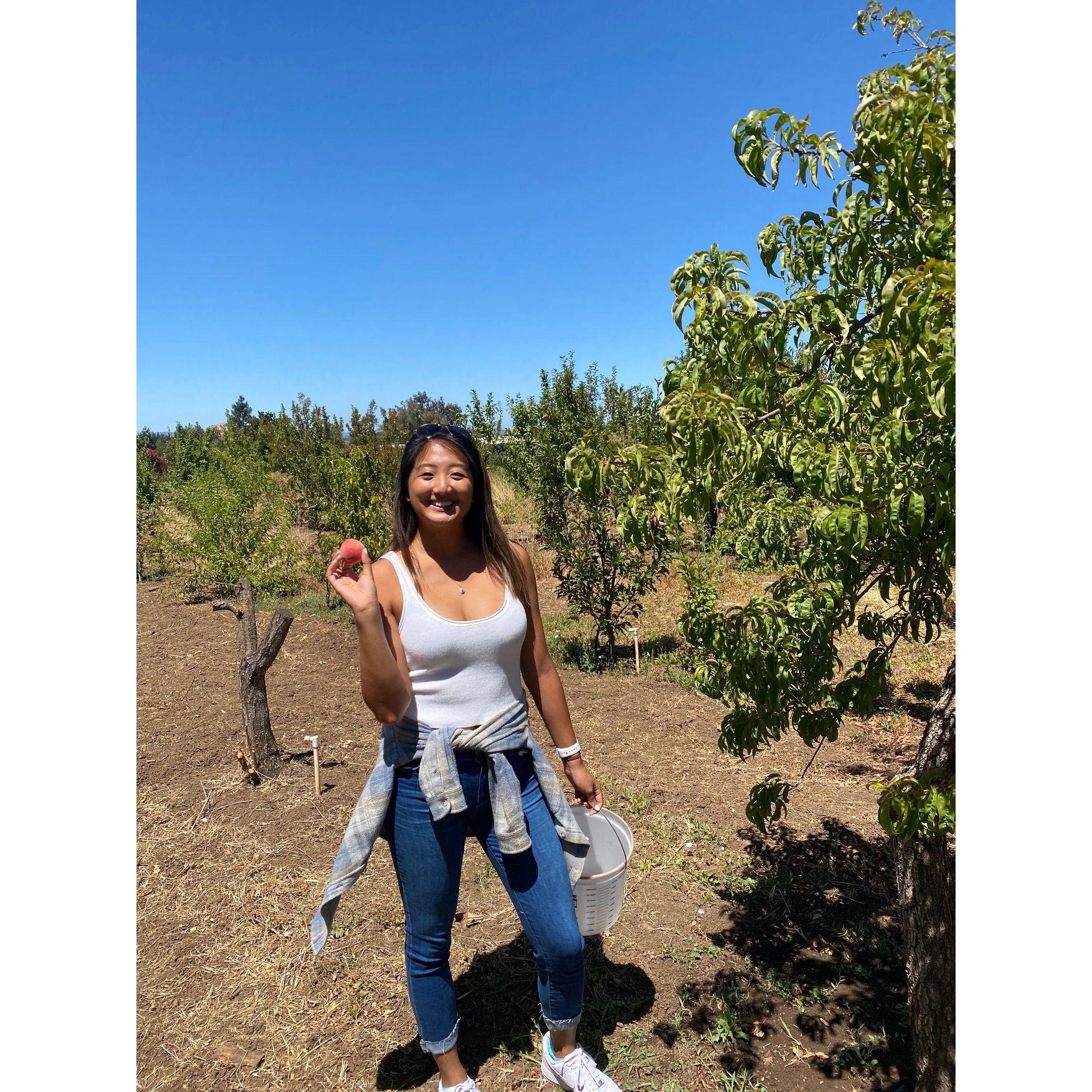 Fruit picking in the bay