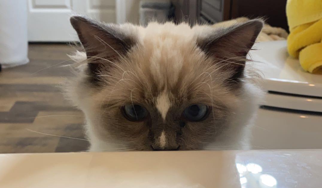 The Wedding Website of Madison Shoaf and Tre Warner