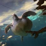 Ripley's Aquarium of the Smokies