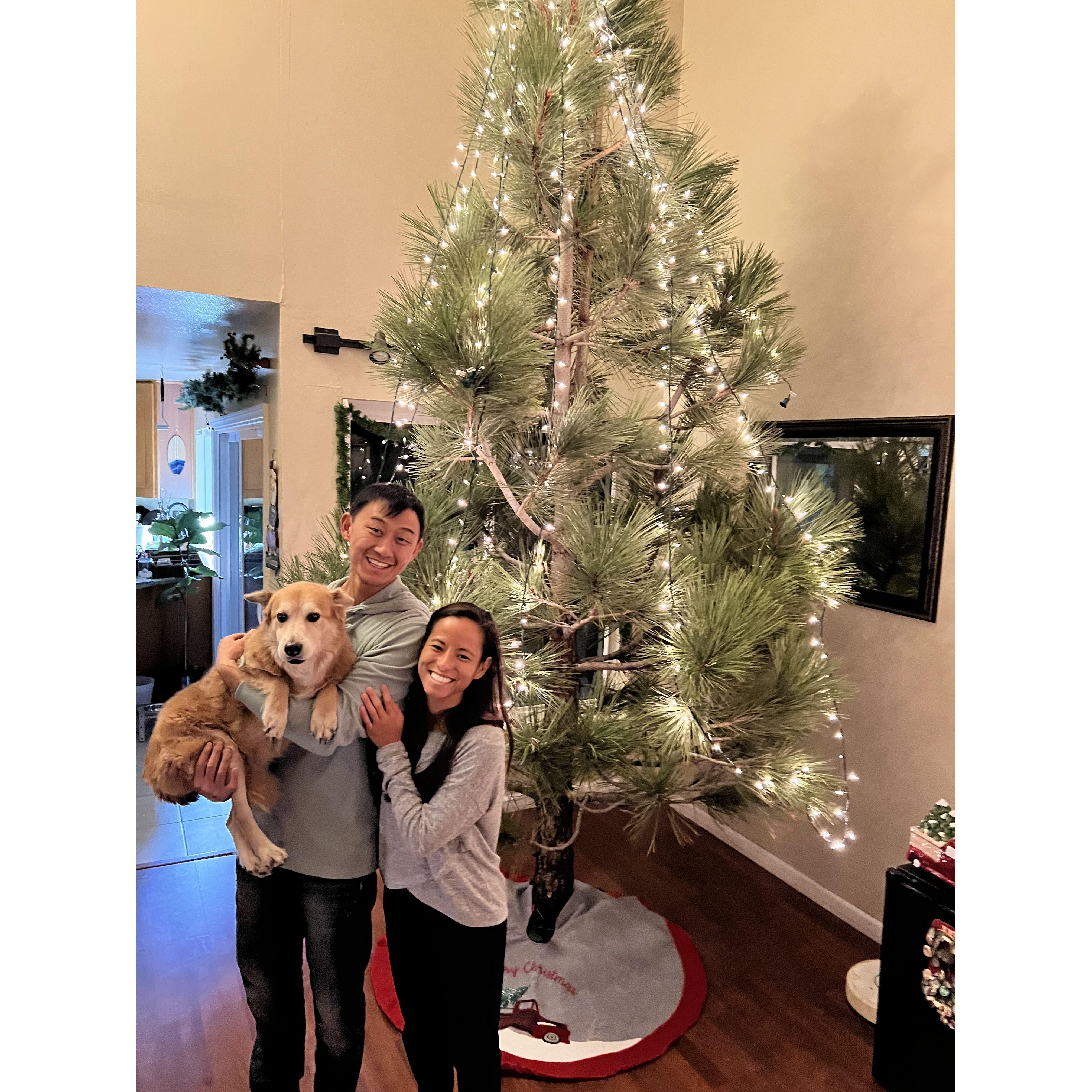 Luckily, our 12 foot Christmas tree fit perfectly in our dinning room