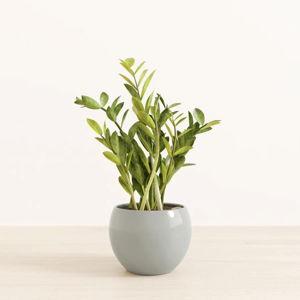 EasyPlant Medium ZZ Plant || Medium Monet in deep ocean