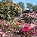 Municipal Rose Garden