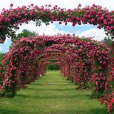 Elizabeth Park Heritage Rose Garden
