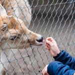 Grand Canyon Deer Farm