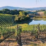 Off-site: Visit Local Vineyards (Fèlsina or La Braccesca) for a Wine Tasting
