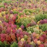 Fall Foliage