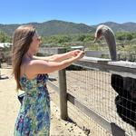 Ostrichland USA