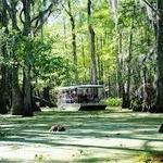 Honey Island Swamp Tours