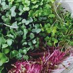 Saturday Morning Activity - Forsyth Farmers Market