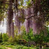 Red Butte Garden and Arboretum