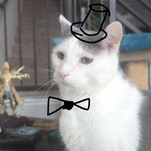 Spoil our Cat Son
