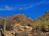 Sabino Canyon and Tram Tour
