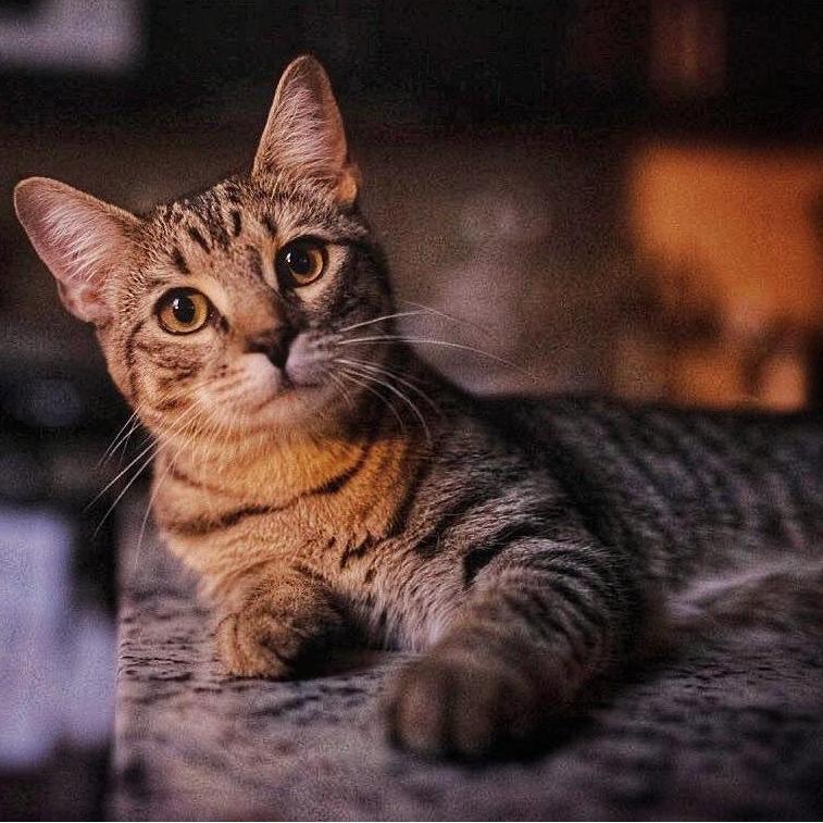 We adopted a furry man boy named Mr. Leo in April 2019. He is our beloved son.