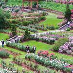 International Rose Test Garden