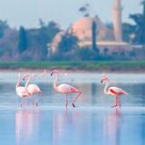 Larnaka Salt Lake