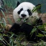 Zoo Atlanta